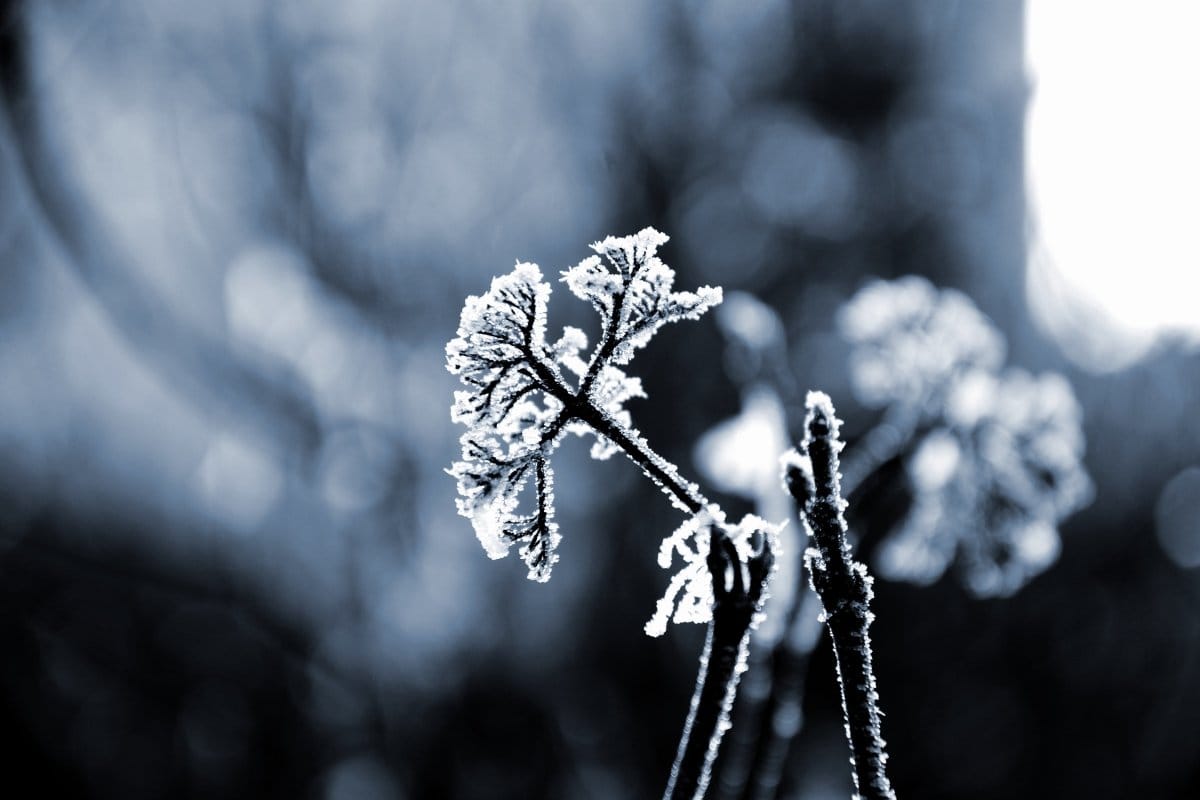 complex ptsd freeze response